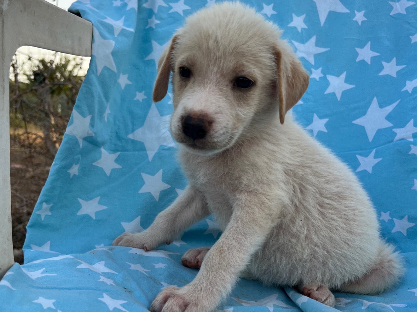 Adotta un cane, femmina, 1 mese, Siracusa