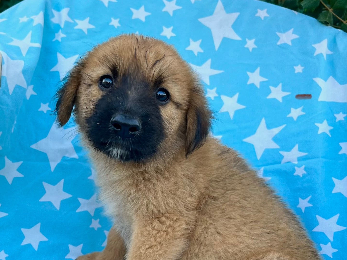 Adozione cane, femmina, Razza sconosciuta Razza sconosciuta, 1 mese, taglia media, Siracusa