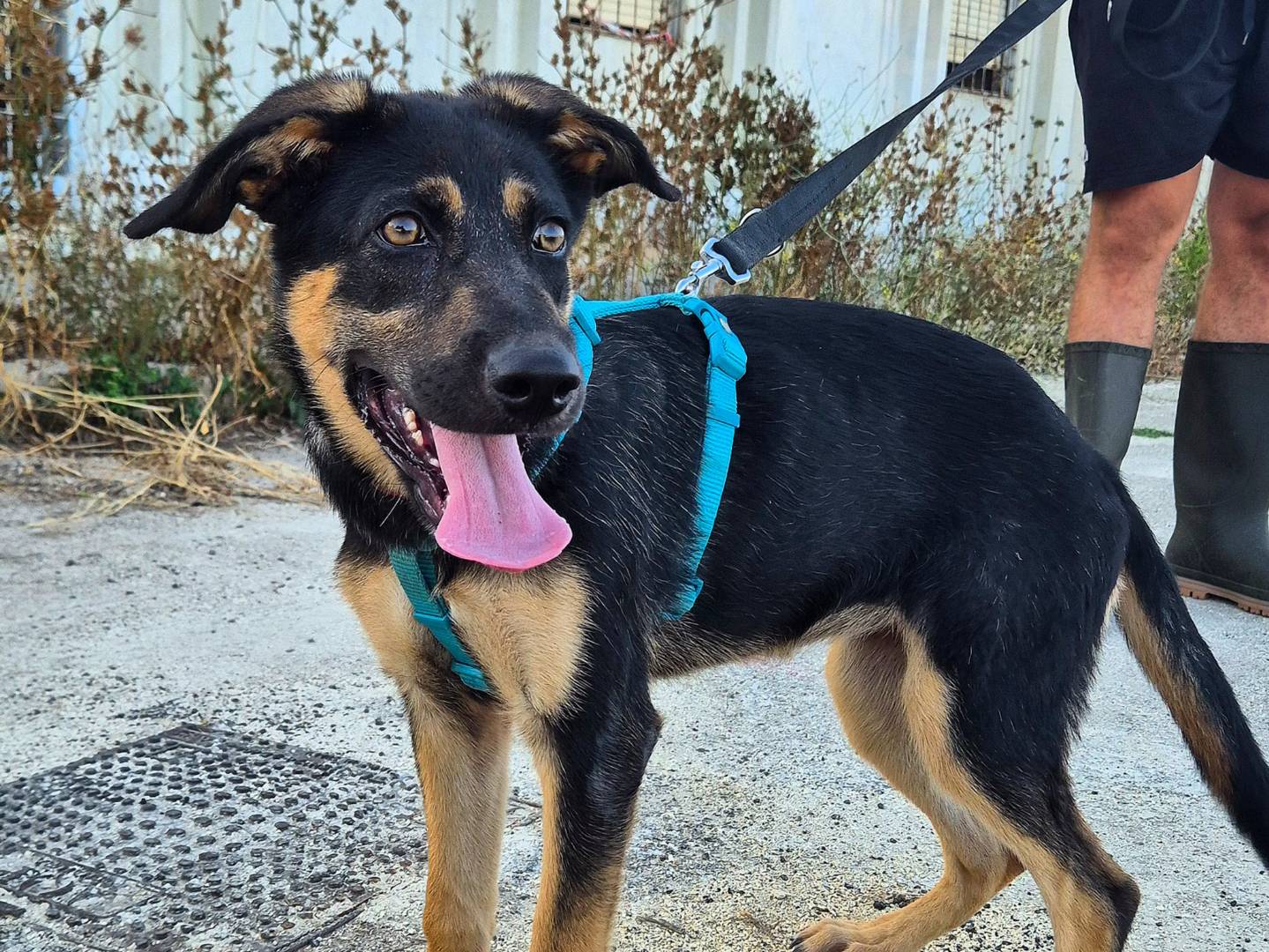 Adotta un cane, femmina, 2 mesi, Barletta