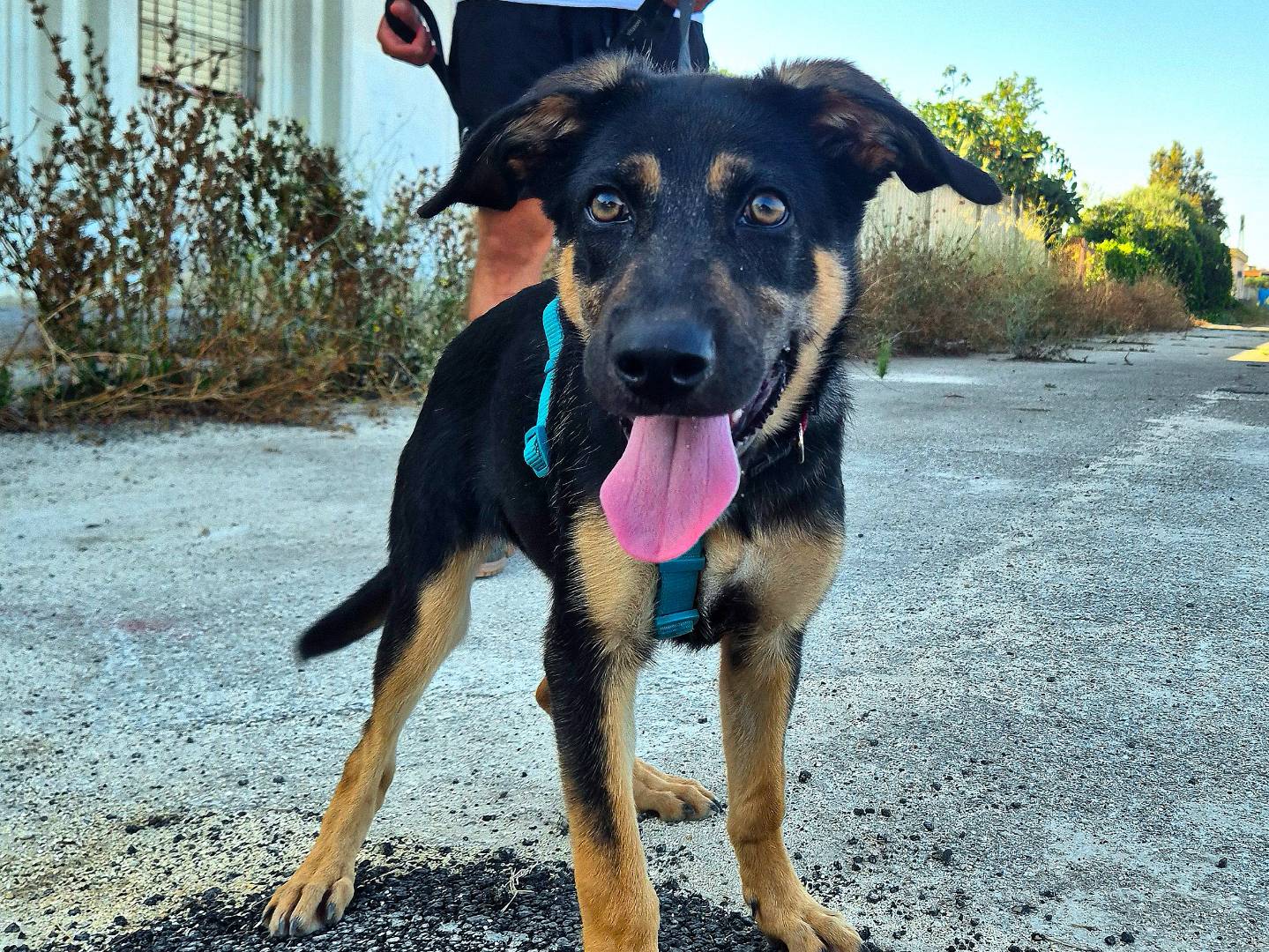 Adozione cane, femmina, Pastore tedesco Razza sconosciuta, 2 mesi, taglia grande, Barletta