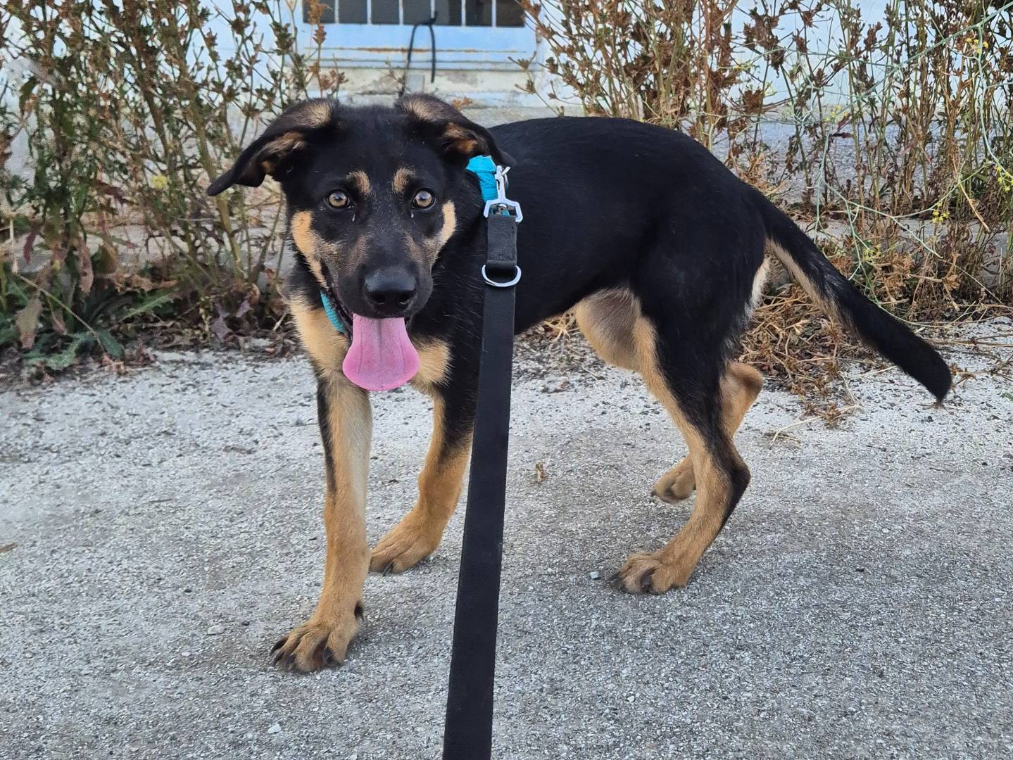 Adotta un cane, taglia grande, femmina, Barletta