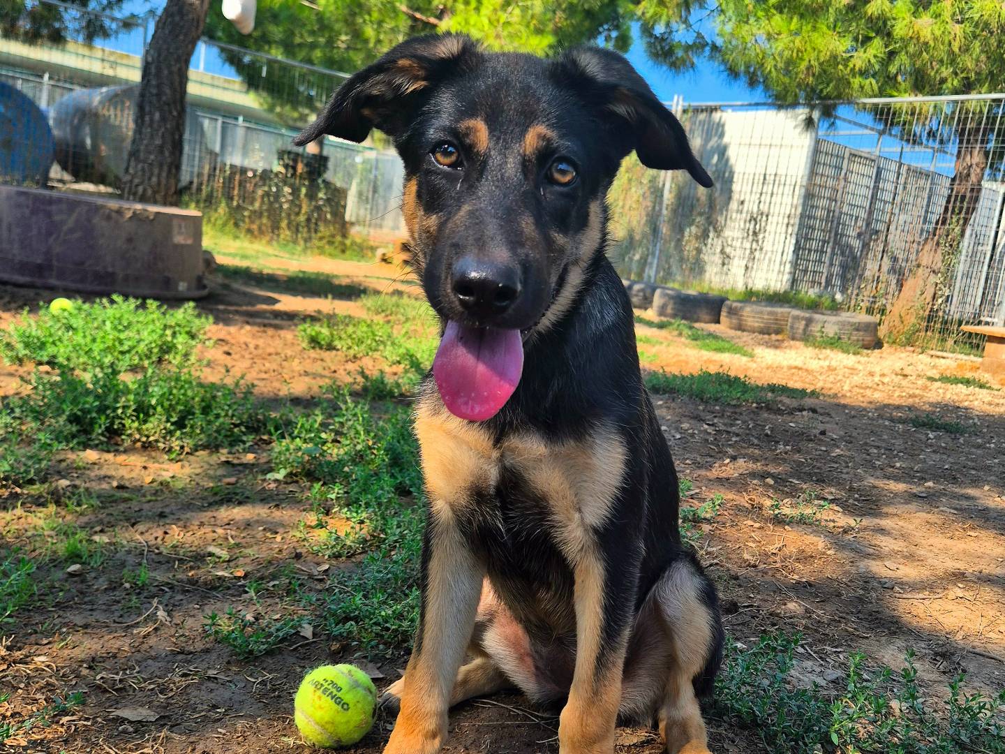 Vuoi adottare un cane a Barletta?