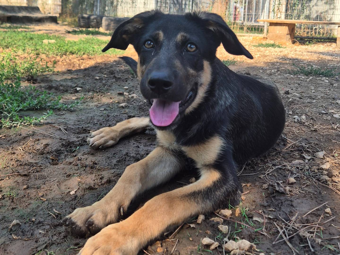 Adotta il cane Mabel a Barletta