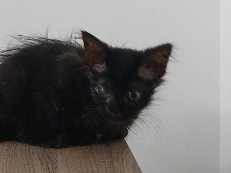 Adotta un gatto, femmina, 2 mesi, Napoli