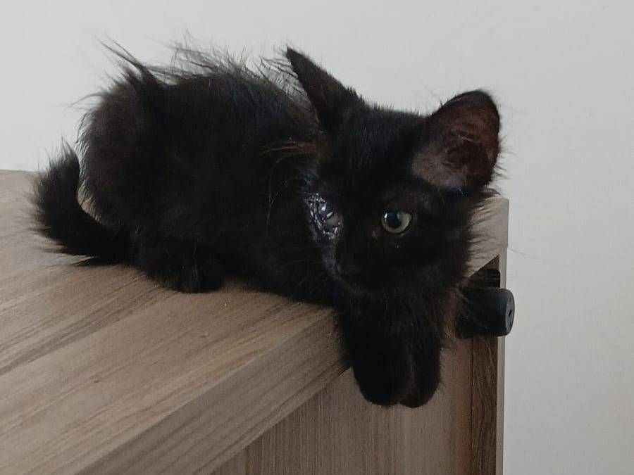 Adotta un gatto, taglia non valida, femmina, Napoli