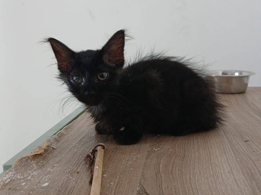 Adozione gatto, femmina, Razza sconosciuta Razza sconosciuta, 2 mesi, taglia non valida, Napoli