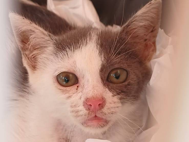 Adozione gatto, femmina, Razza sconosciuta Razza sconosciuta, 2 mesi, taglia non valida, Napoli