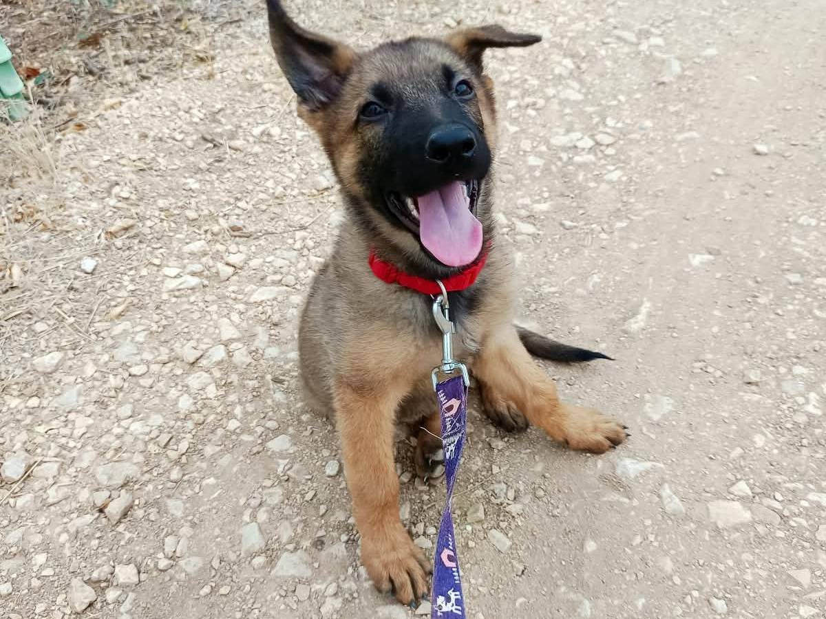 Adotta un cane, maschio, 3 mesi, Brescia