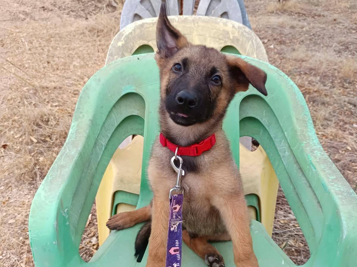 Adotta il cane Django a Brescia