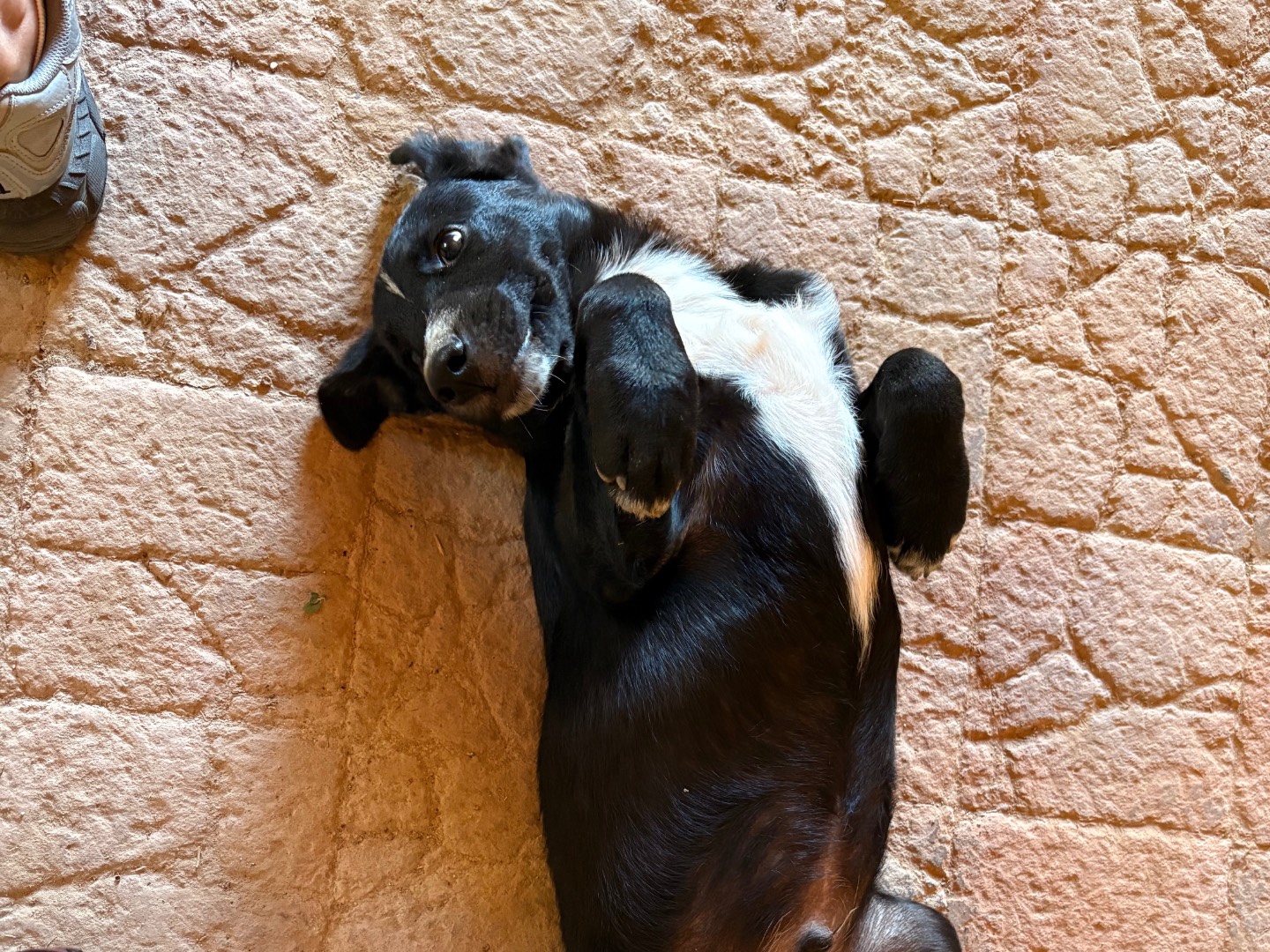 Foto 3 dell'animale