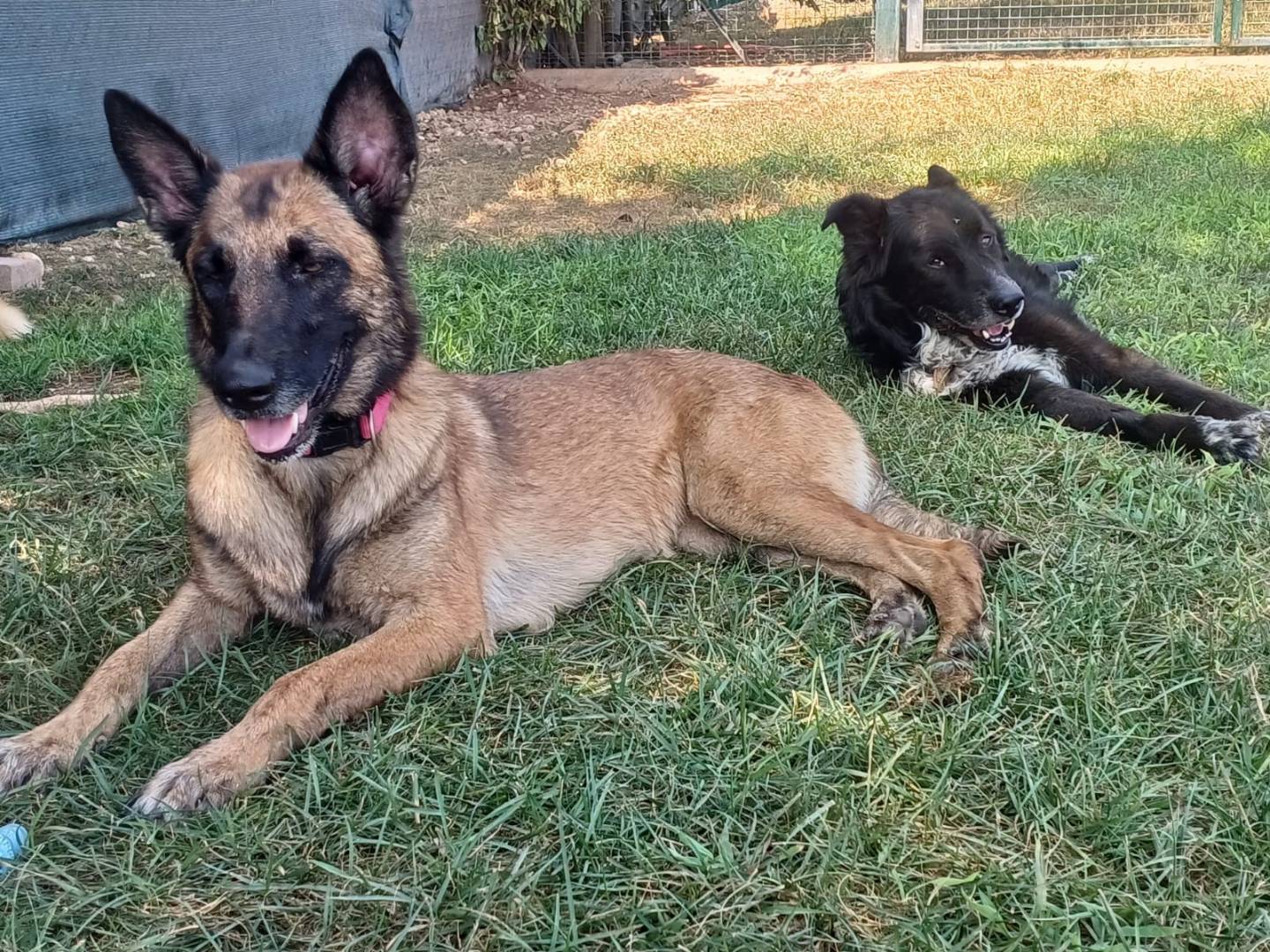 Adotta un cane, femmina, 8 anni e 6 mesi, Mantova