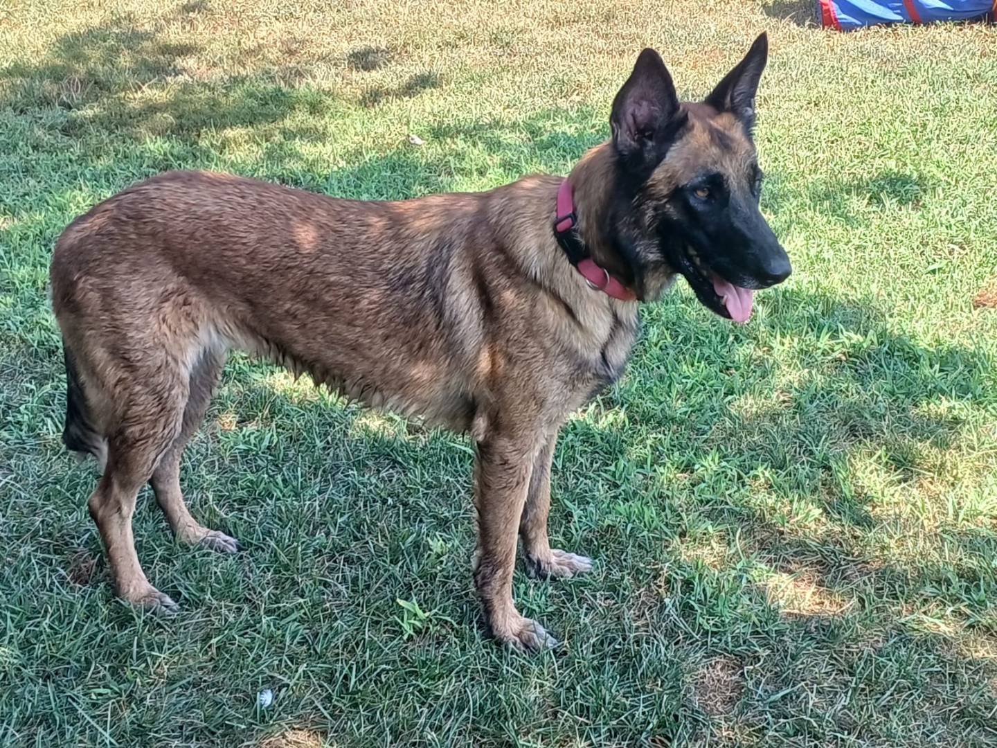 Adotta un cane, taglia media, femmina, Mantova