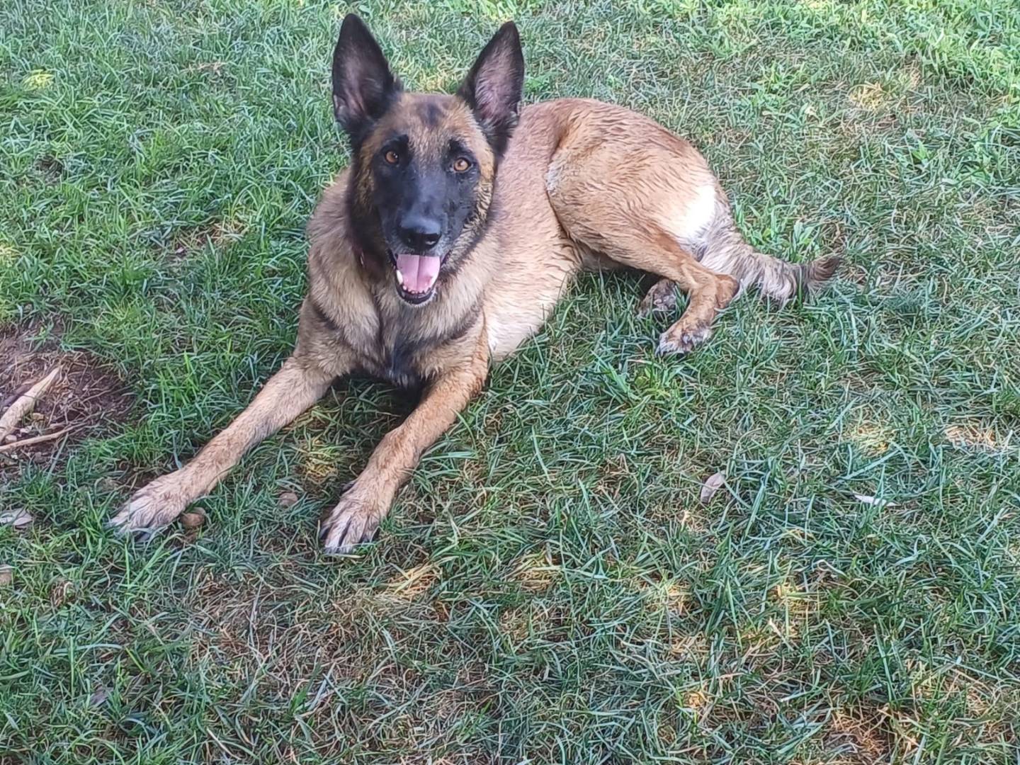 Vuoi adottare un cane a Mantova?
