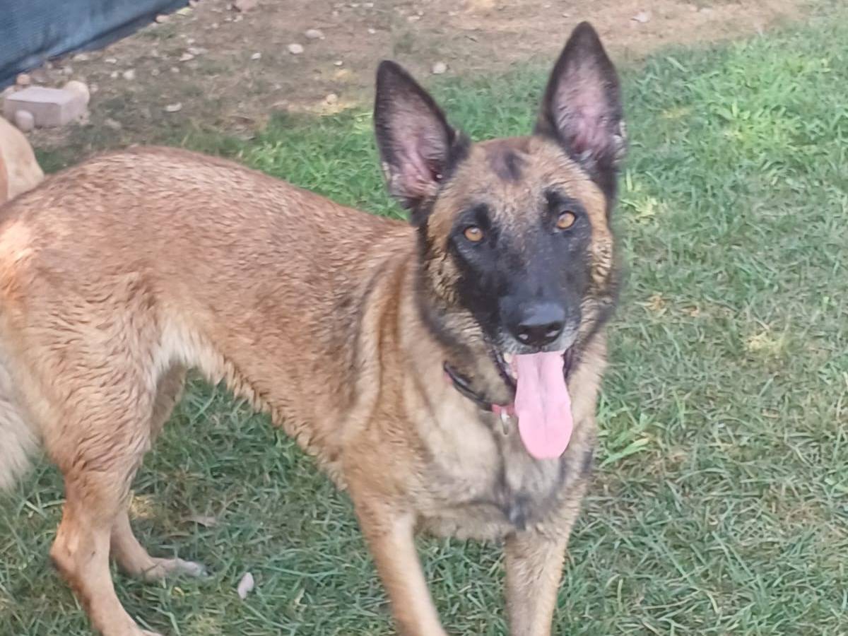 Adotta il cane LAIKA a Mantova