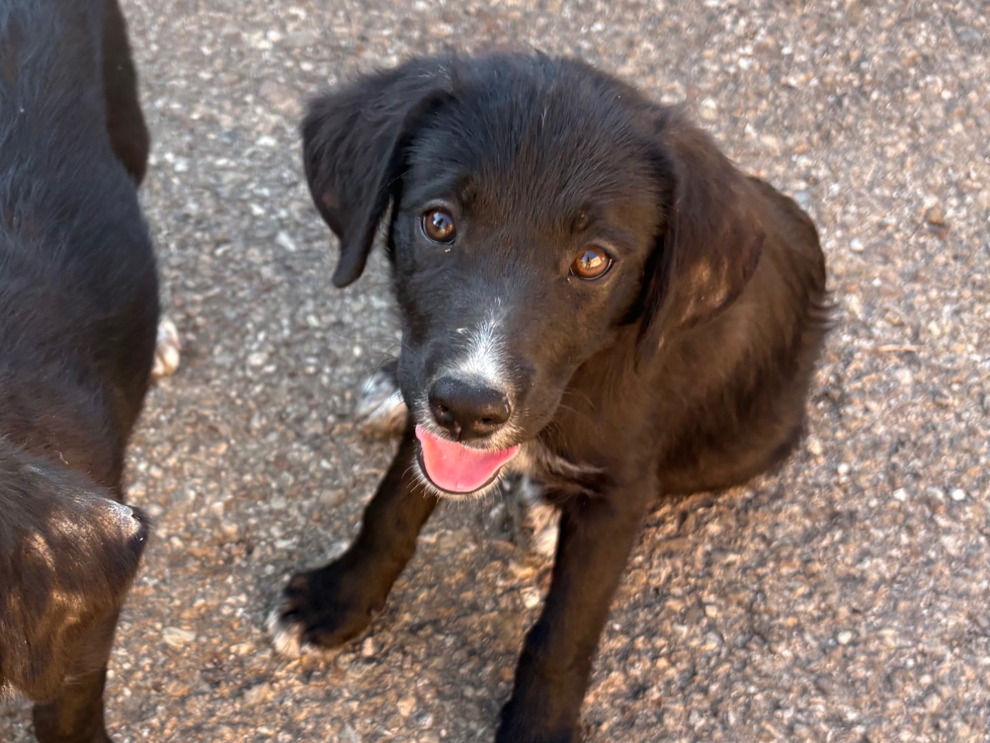 Vuoi adottare un cane a Enna?