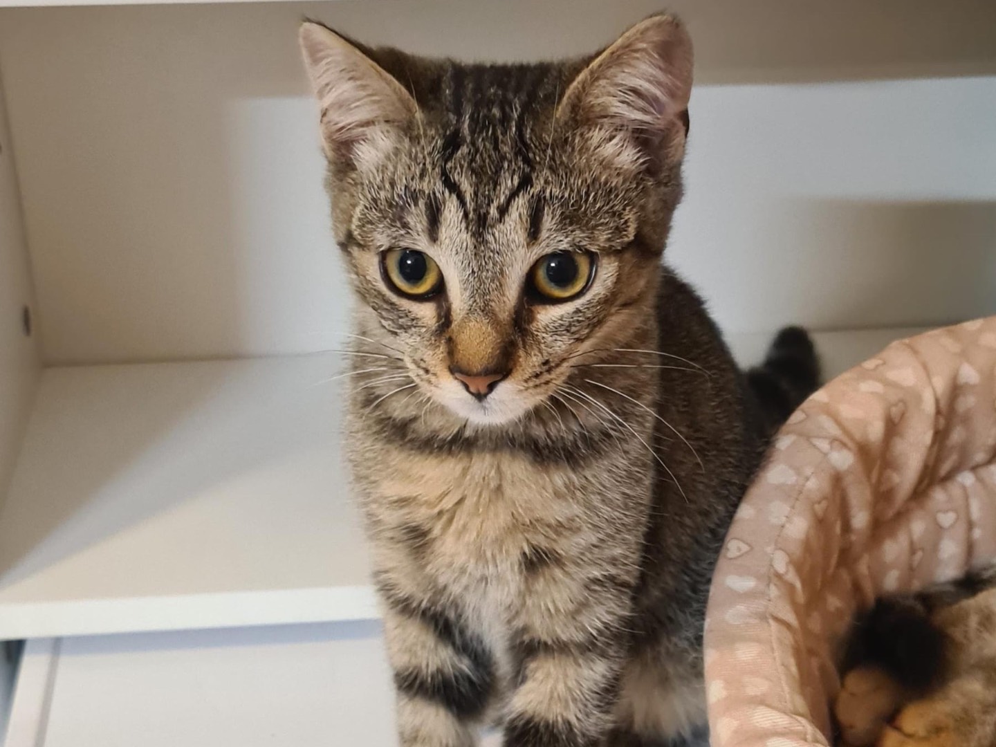 Adozione gatto, maschio, Razza sconosciuta Razza sconosciuta, 3 mesi, taglia non valida, Trento
