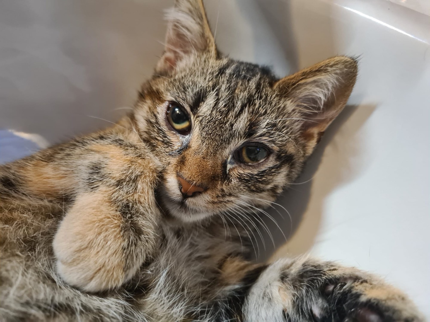Adotta un gatto, maschio, 3 mesi, Trento