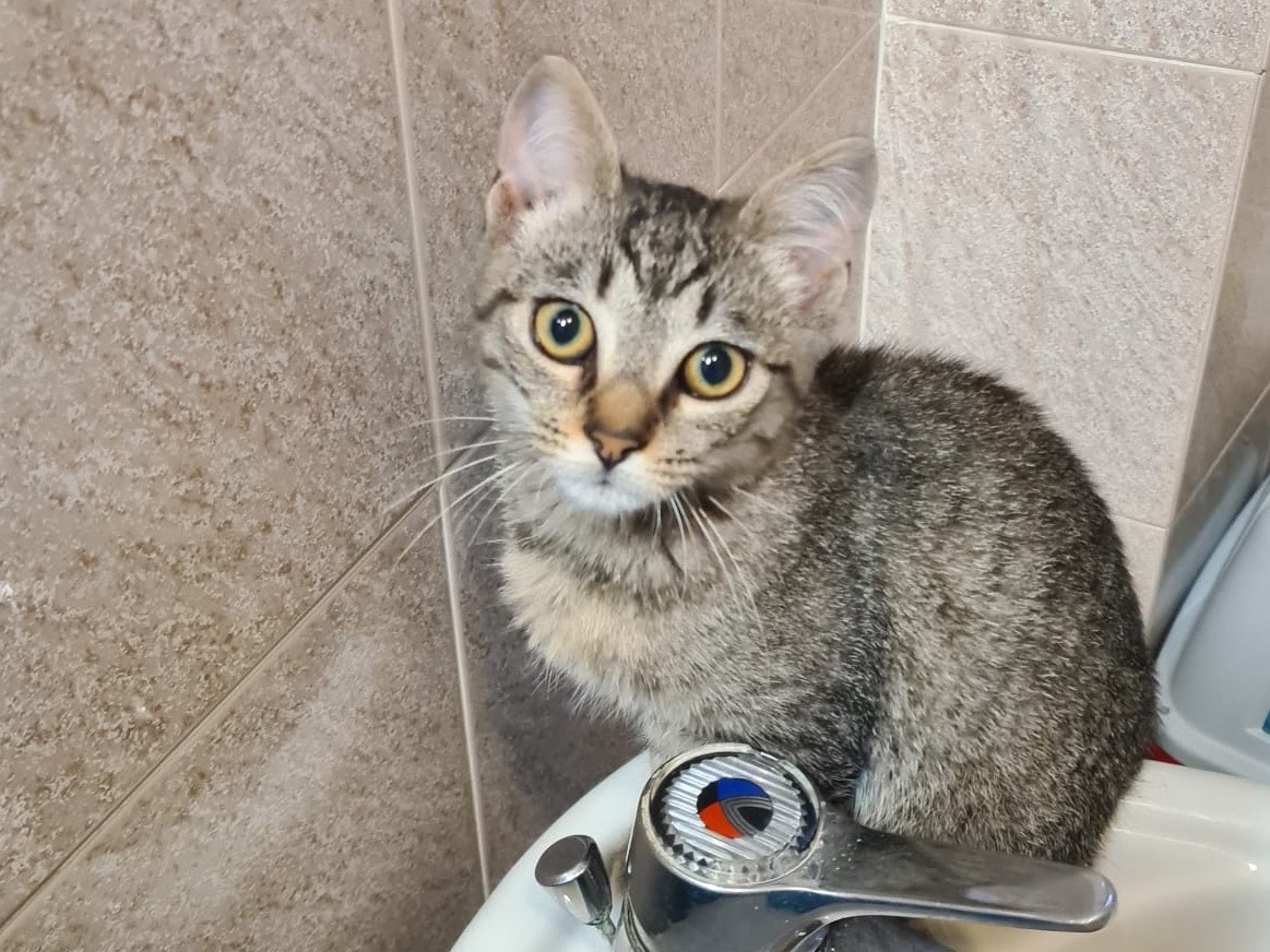 Adotta un gatto, taglia non valida, maschio, Trento