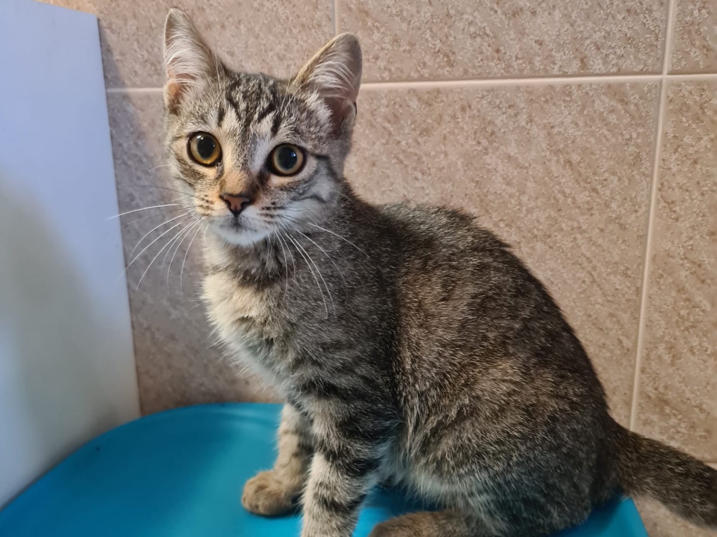 Vuoi adottare un gatto a Trento?