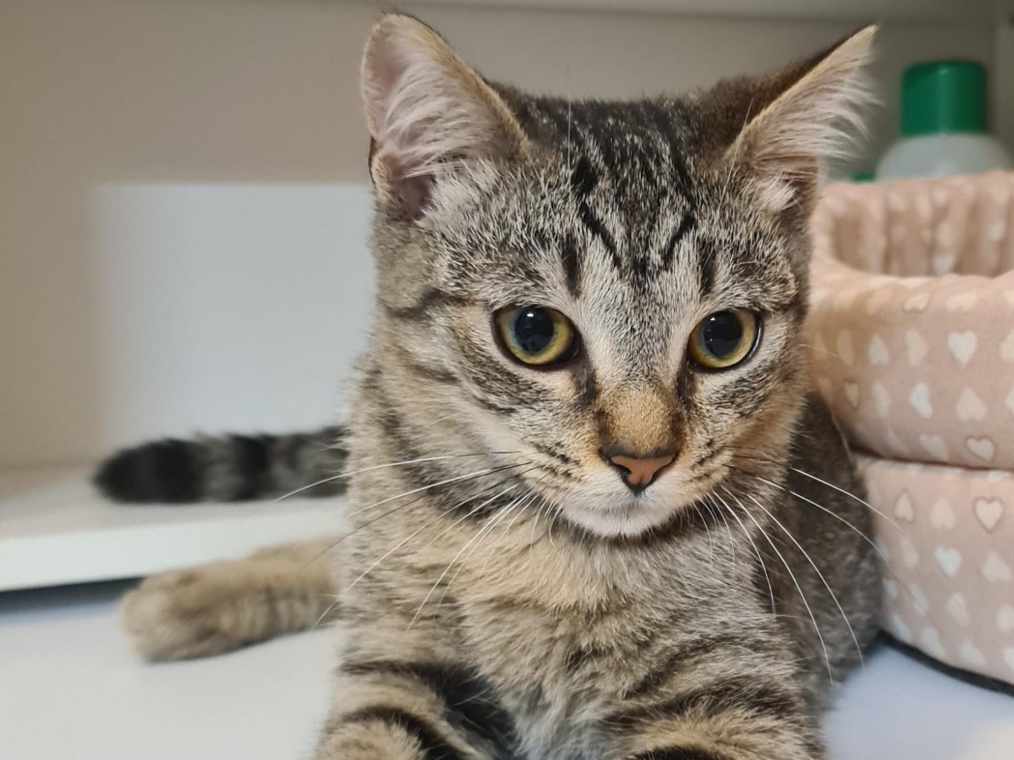 Adotta il gatto Mirtillo a Trento