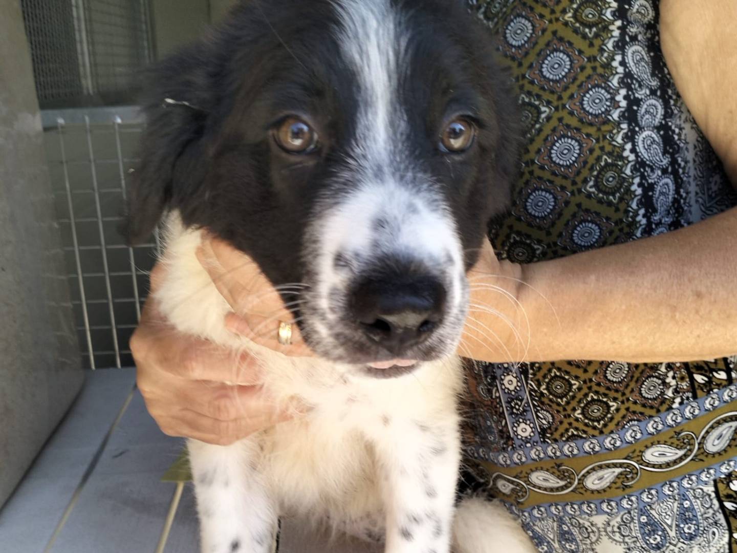 Adozione cane, femmina, Razza sconosciuta Razza sconosciuta, 2 mesi, taglia grande, Siracusa