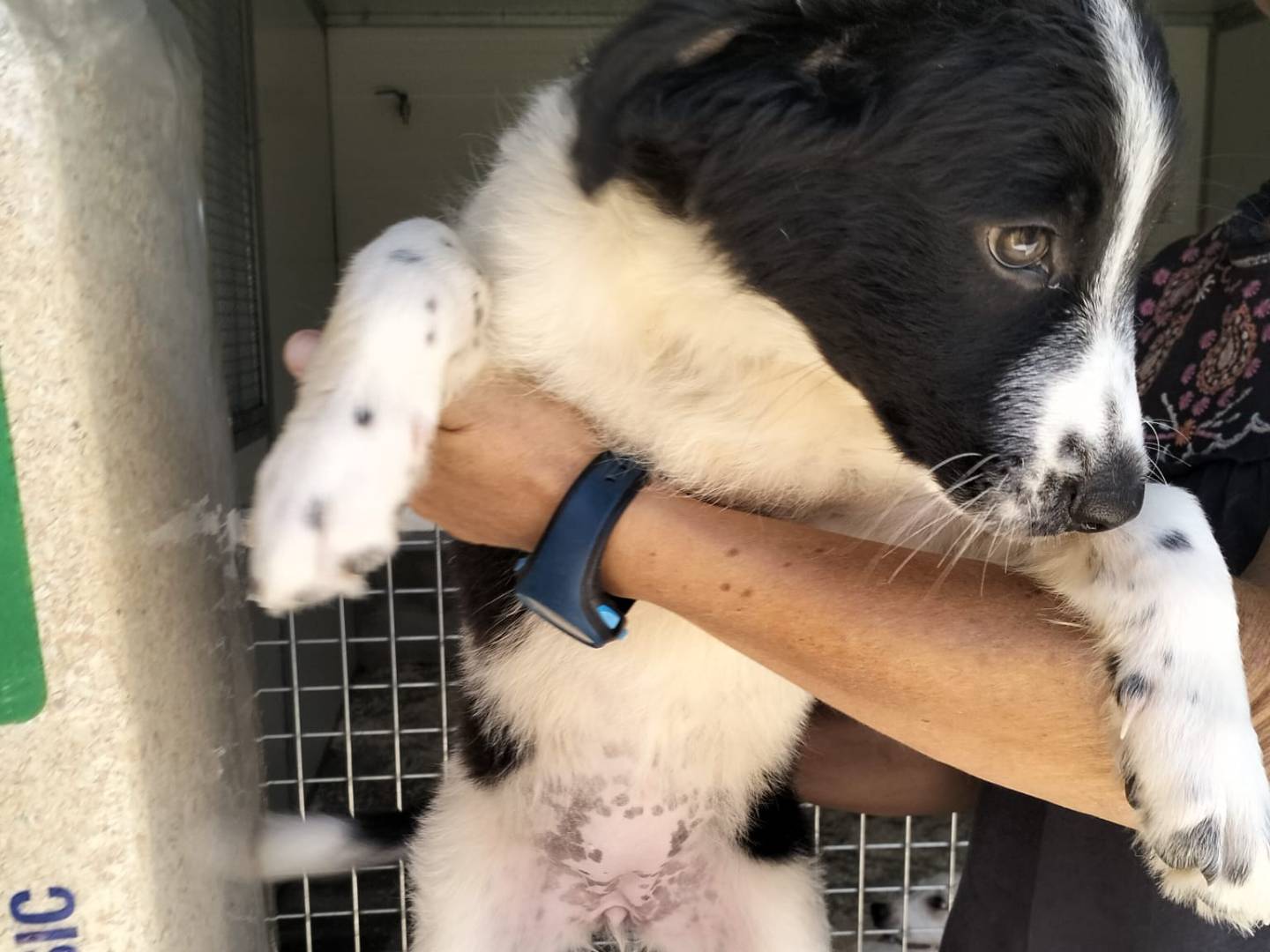 Adotta un cane, femmina, 2 mesi, Siracusa