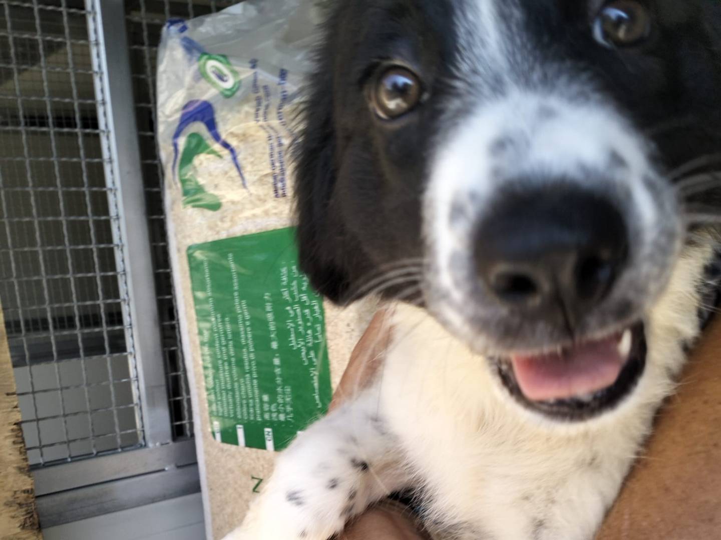 Adotta un cane, taglia grande, femmina, Siracusa