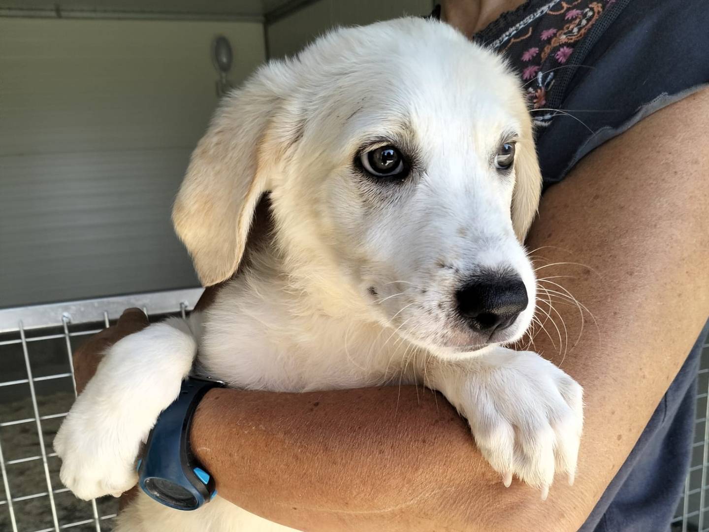 Adozione cane, femmina, Razza sconosciuta Razza sconosciuta, 2 mesi, taglia grande, Siracusa