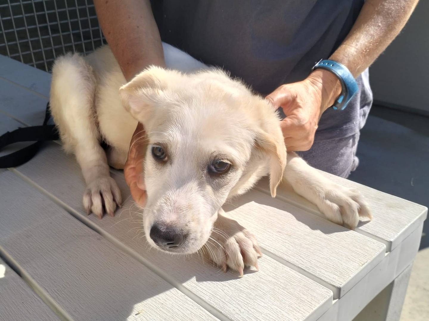 Adotta un cane, femmina, 2 mesi, Siracusa