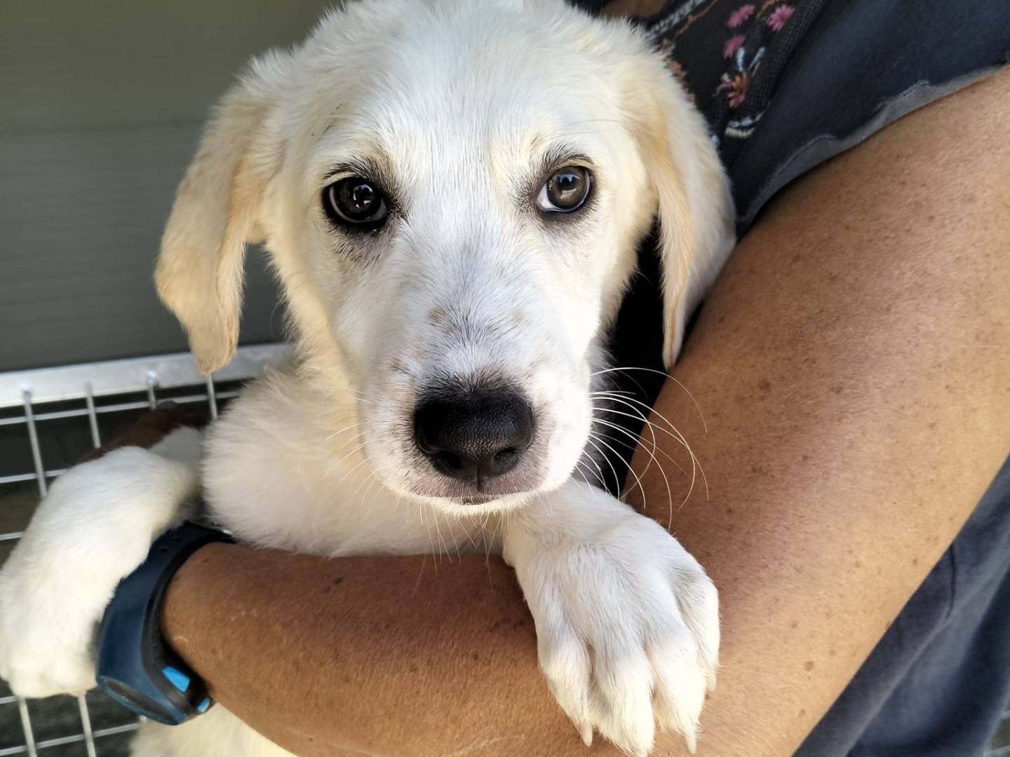 Adotta un cane, taglia grande, femmina, Siracusa