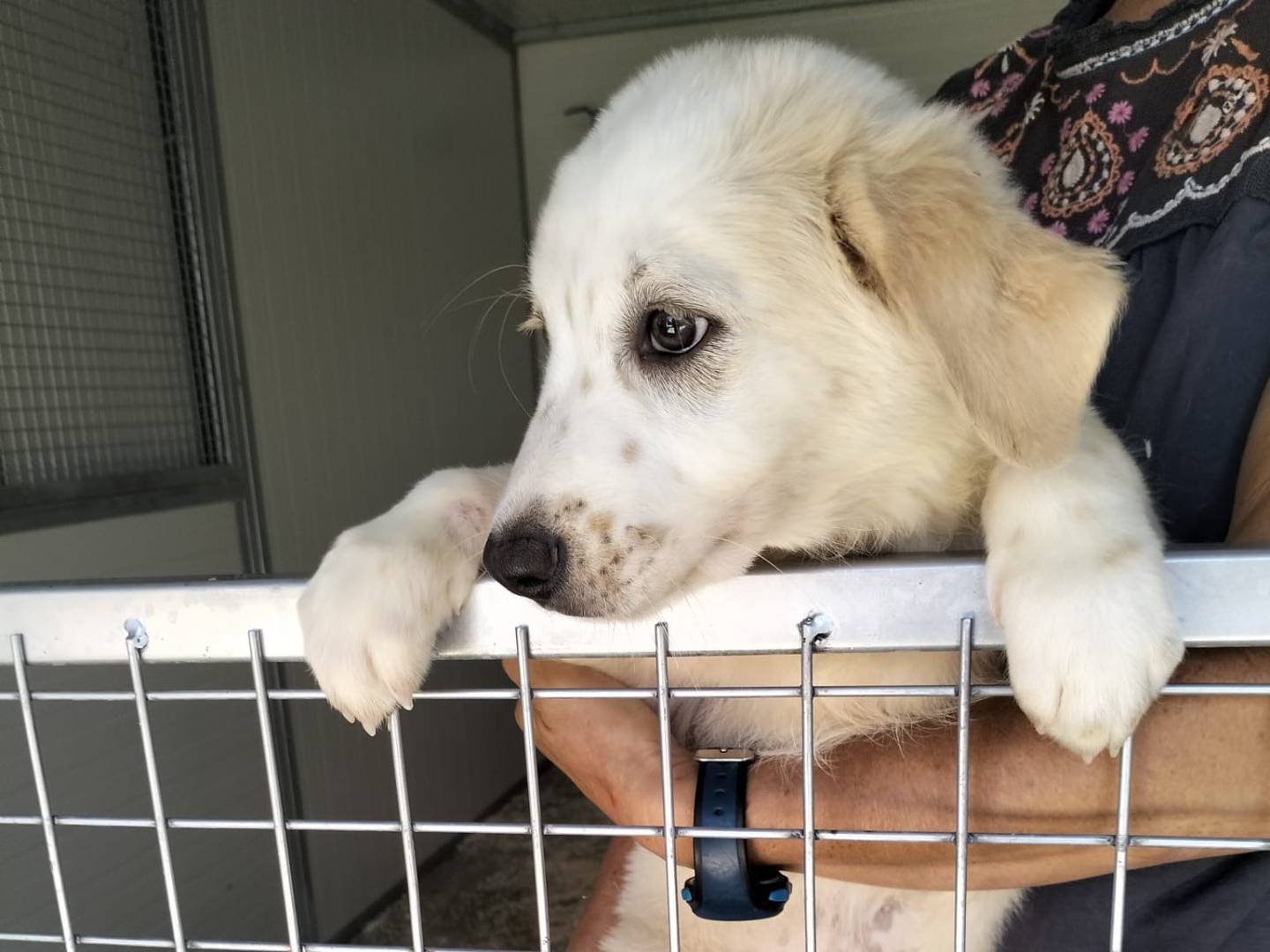 Adozione cane, femmina, Razza sconosciuta Razza sconosciuta, 2 mesi, taglia grande, Siracusa