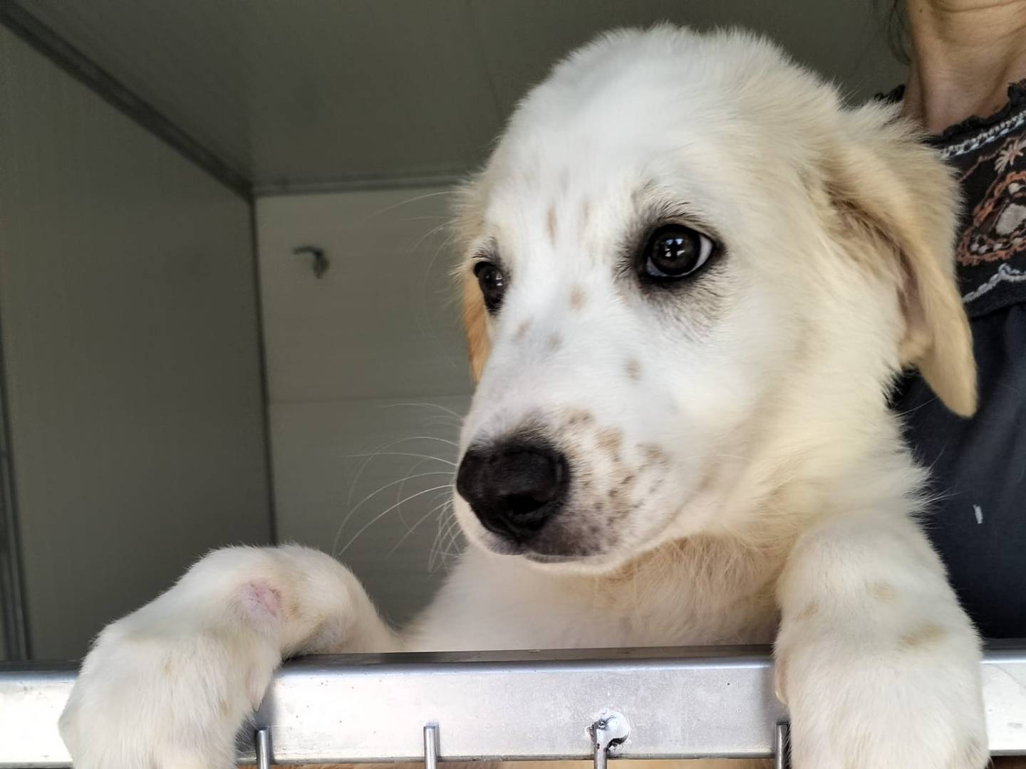 Adotta un cane, femmina, 2 mesi, Siracusa