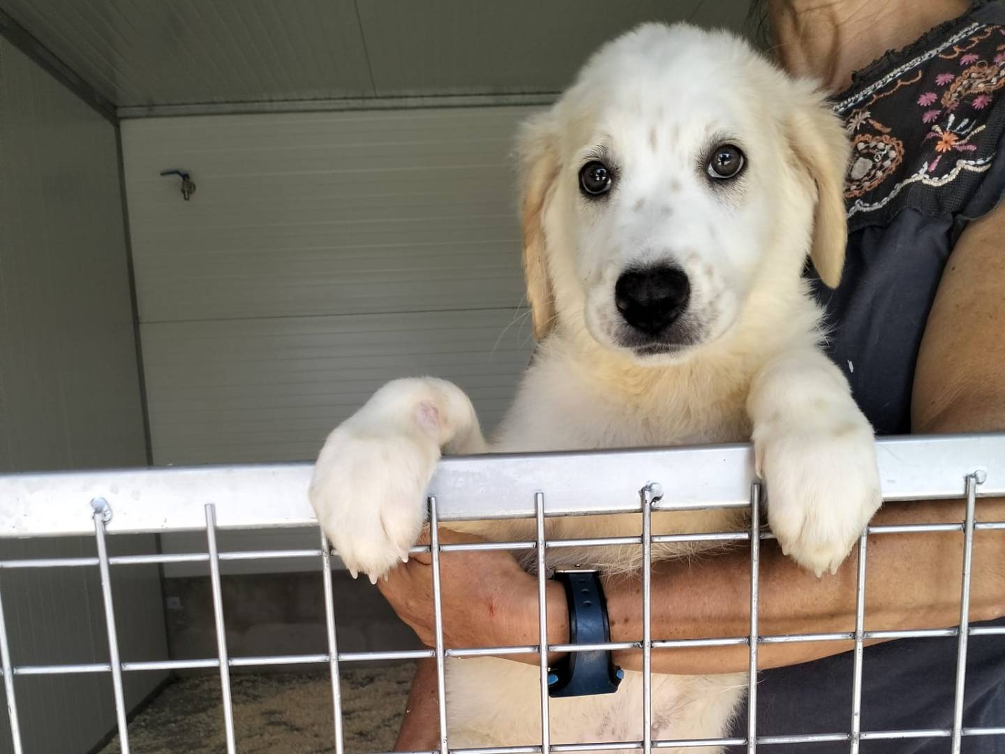 Adotta un cane, taglia grande, femmina, Siracusa