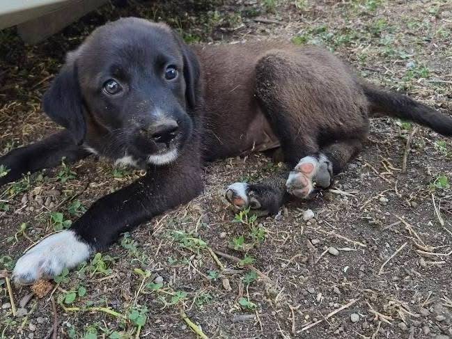 Adozione cane, femmina, Razza sconosciuta Razza sconosciuta, 2 mesi, taglia media, Avellino