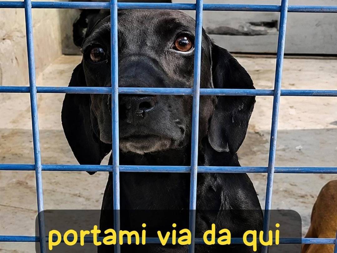 Adozione cane, maschio, Razza sconosciuta Razza sconosciuta, 2 anni e 1 mese, taglia media contenuta, Asti