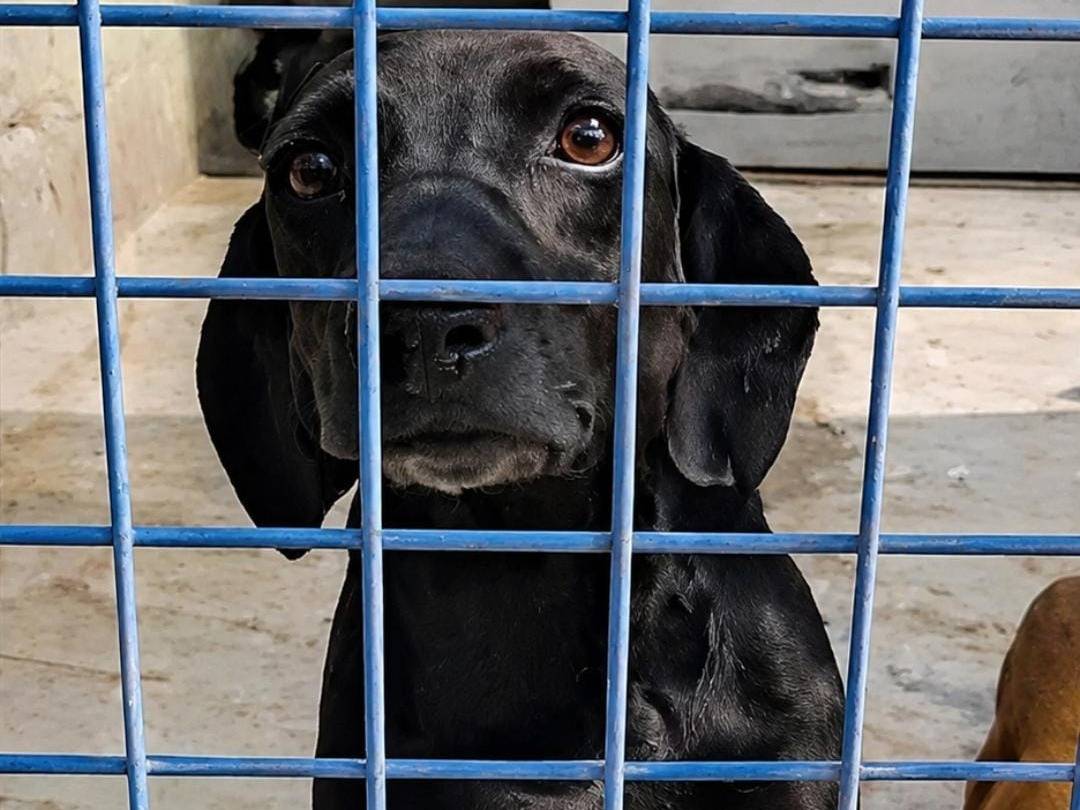 Adotta un cane, maschio, 2 anni e 1 mese, Asti