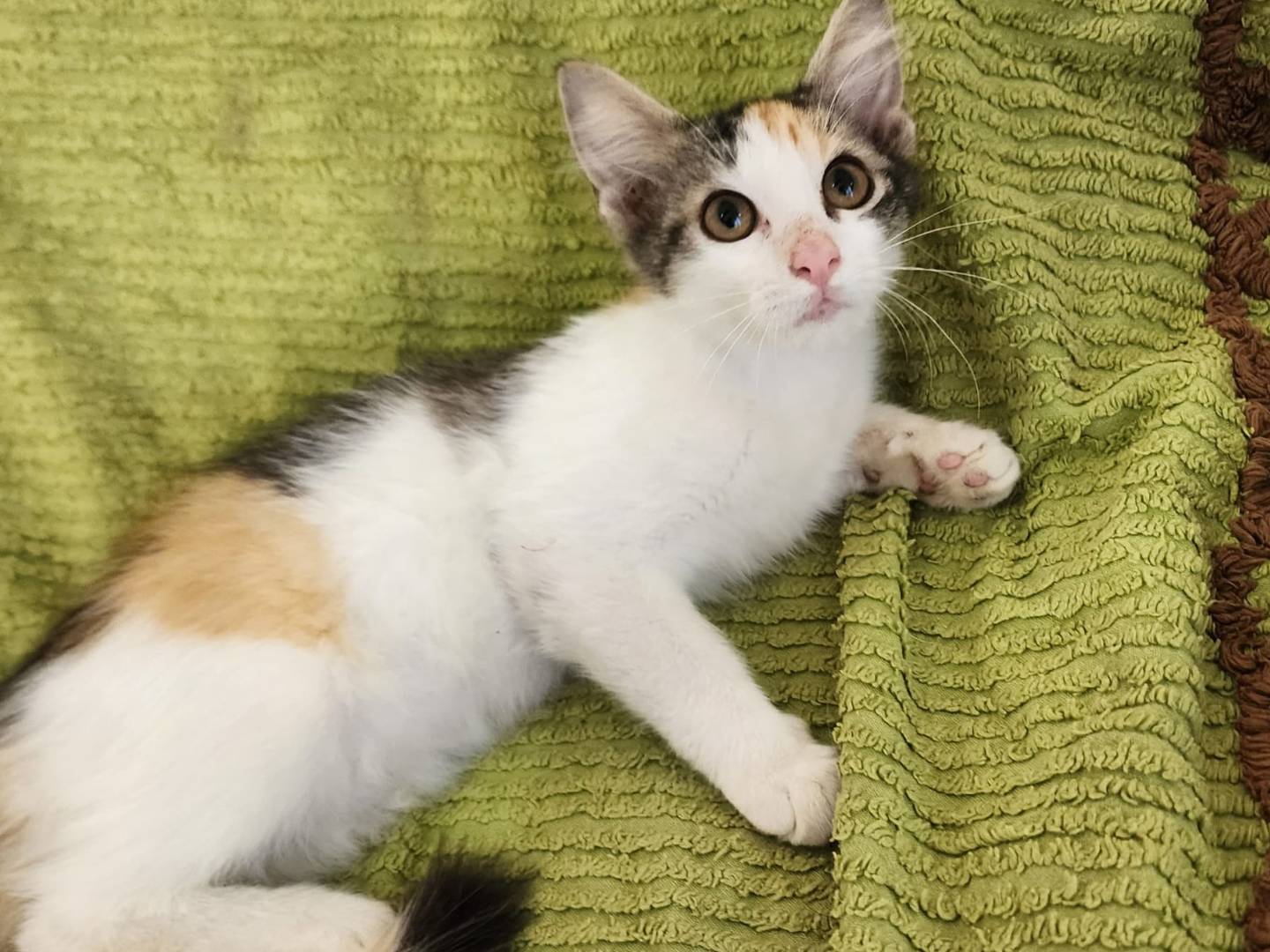 Adotta un gatto, femmina, 3 mesi, Parma