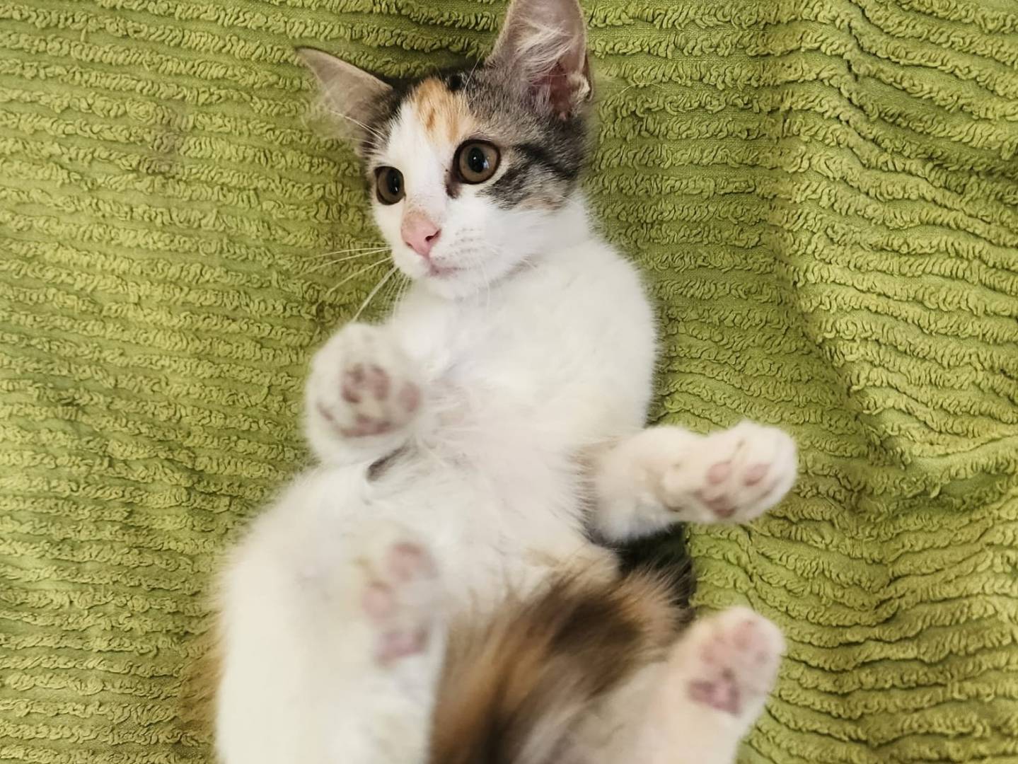 Adotta un gatto, taglia non valida, femmina, Parma