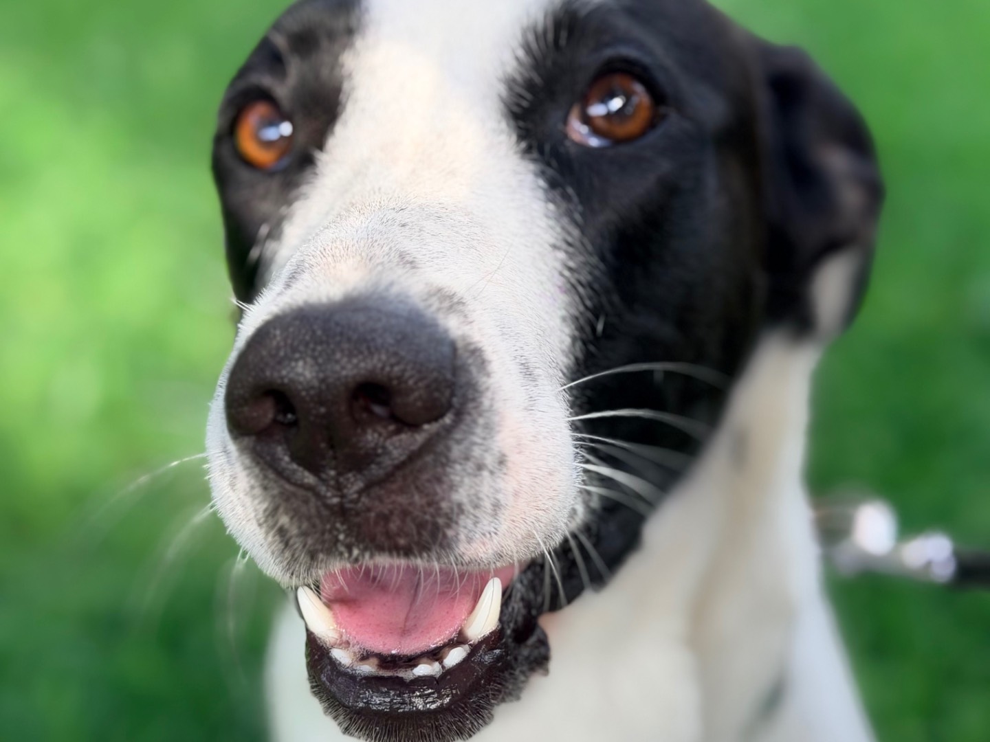 Adozione cane, femmina, Razza sconosciuta Razza sconosciuta, 1 anno e 6 mesi, taglia media, Como