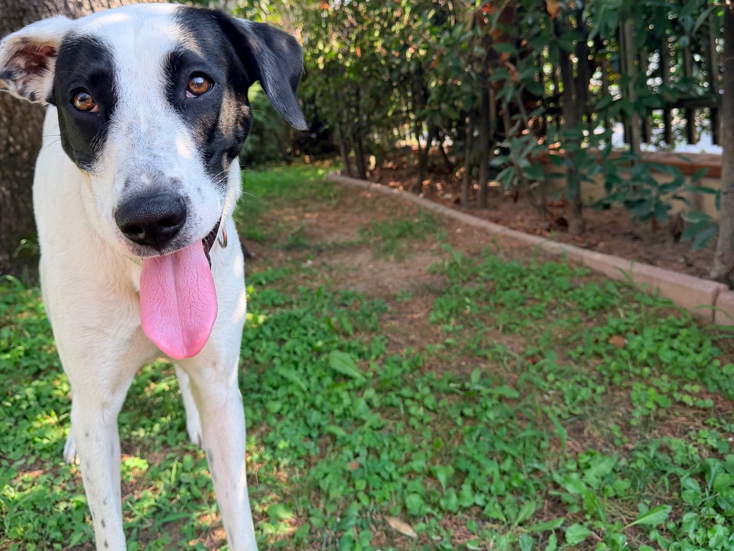 Adotta un cane, femmina, 1 anno e 6 mesi, Como