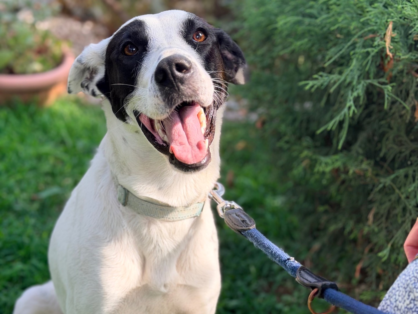 Adotta un cane, taglia media, femmina, Como