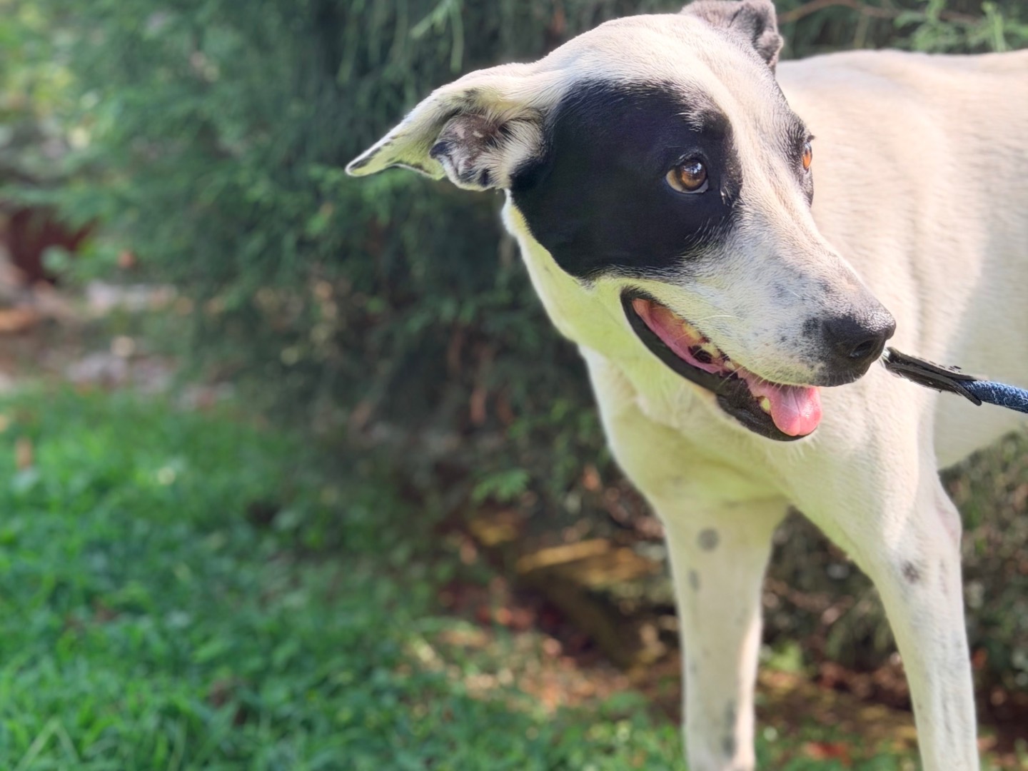 Vuoi adottare un cane a Como?