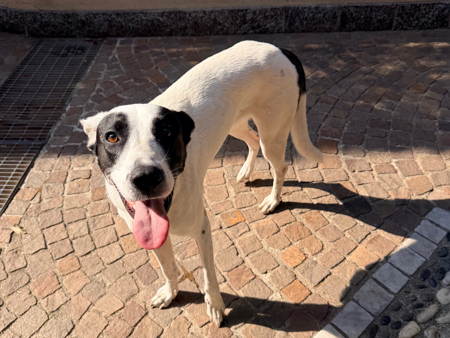 Adotta il cane NALA a Como