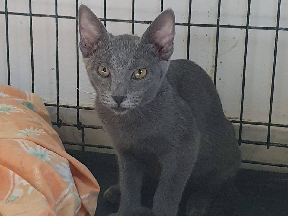 Adozione gatto, femmina, Certosino  Razza sconosciuta, 4 mesi, taglia non valida, Modena