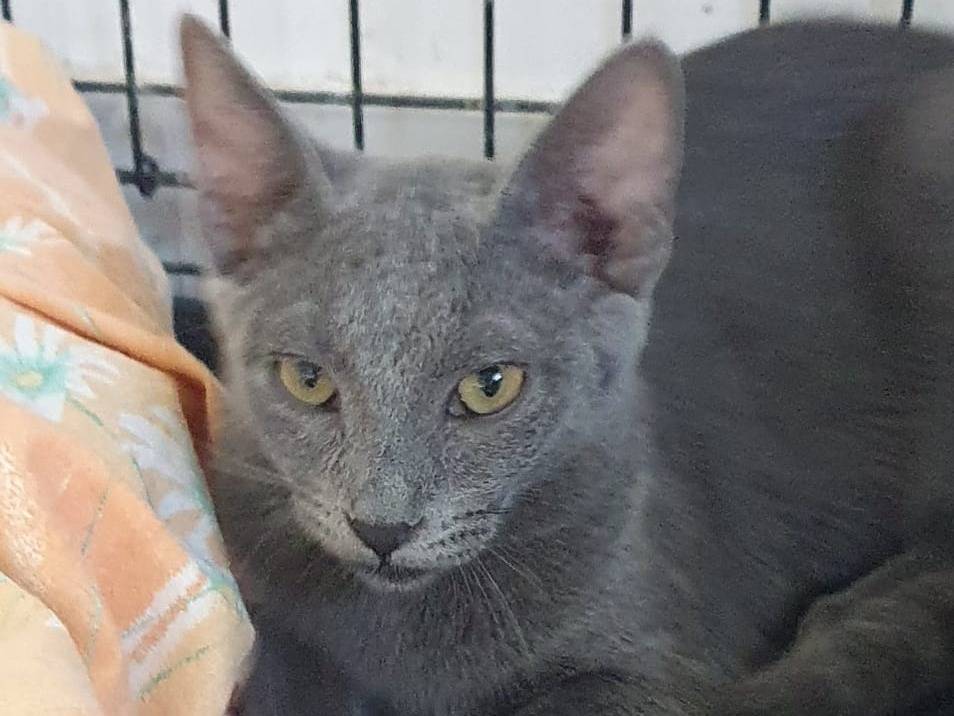 Adotta un gatto, femmina, 4 mesi, Modena