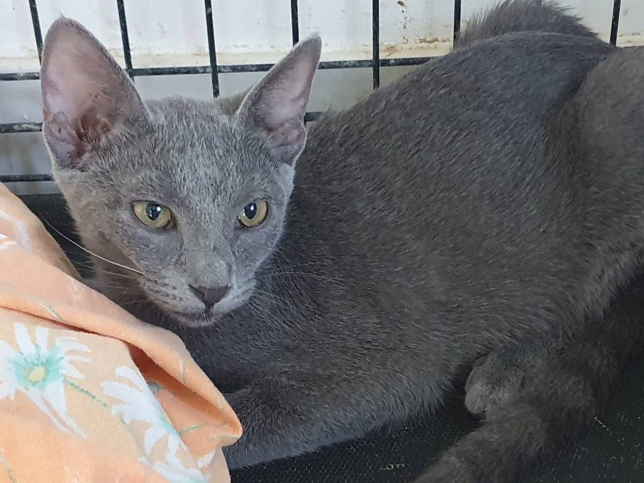 Adotta un gatto, taglia non valida, femmina, Modena