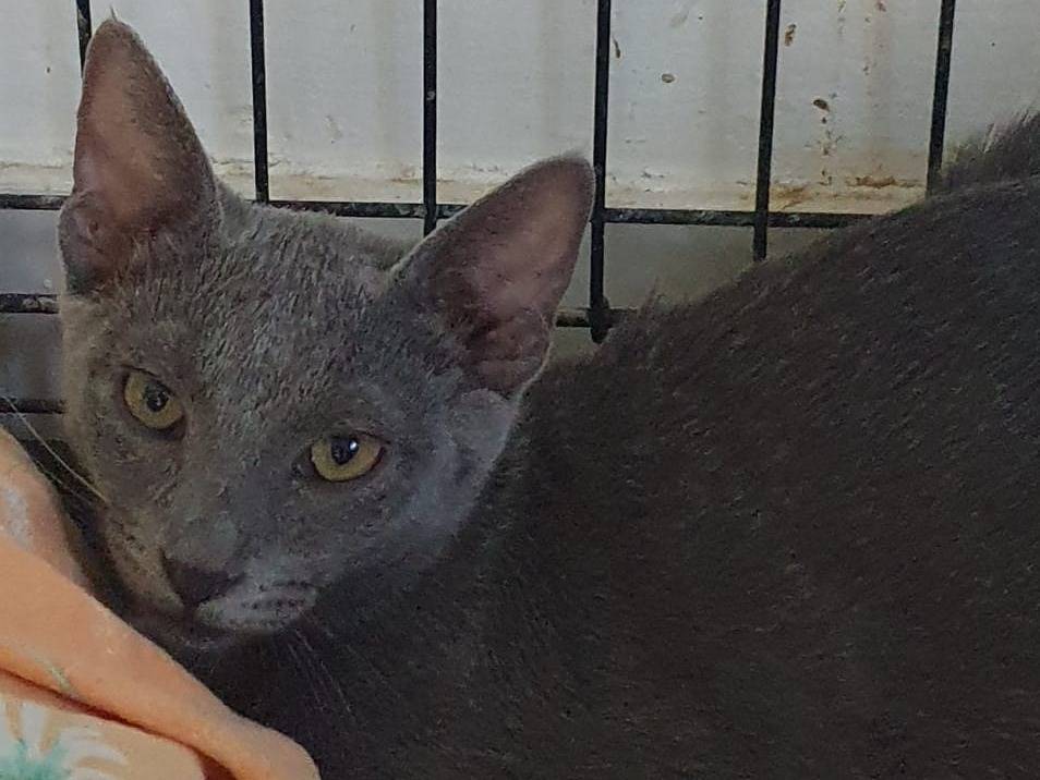 Vuoi adottare un gatto a Modena?