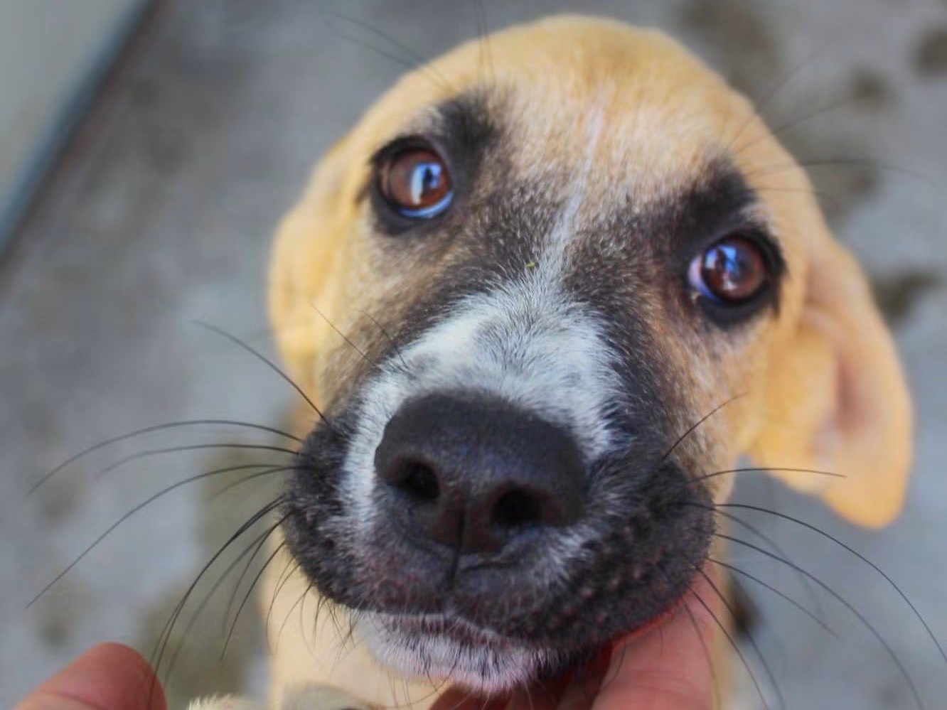 Adozione cane, femmina, Razza sconosciuta Razza sconosciuta, 5 mesi, taglia media, Cosenza