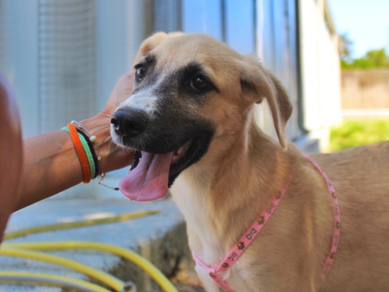 Adotta un cane, femmina, 5 mesi, Cosenza