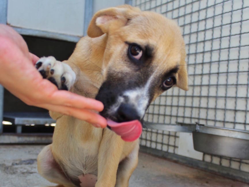 Adotta un cane, taglia media, femmina, Cosenza